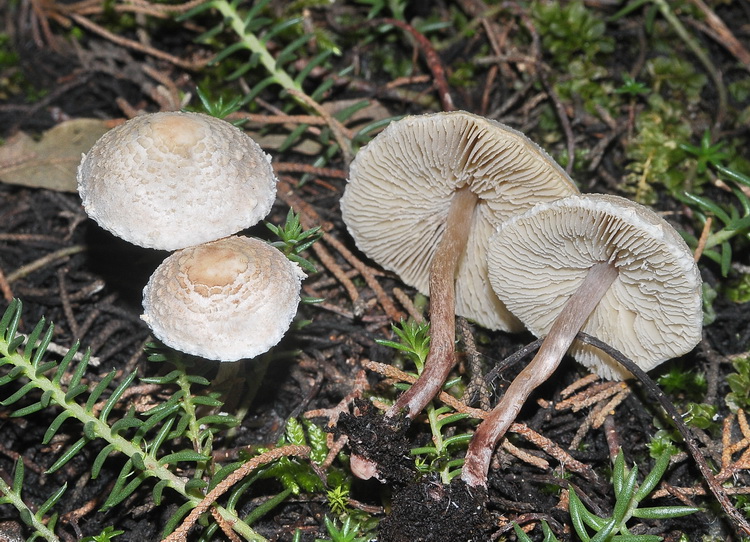 Lepiota sp.